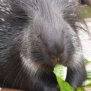Indian crested porcupine -Zoo Praha (2025)