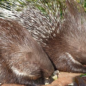 Indian crested porcupines -Zoo Praha (2025)