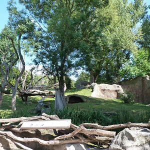 Western lowland gorilla exhibit -Zoo Praha (2025)