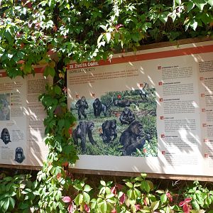 Western lowland gorilla signs -Zoo Praha (2025)