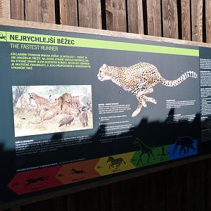 Cheetah speed sign -Zoo Praha (2025)