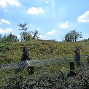 South African cheetah exhibit -Zoo Praha (2025)