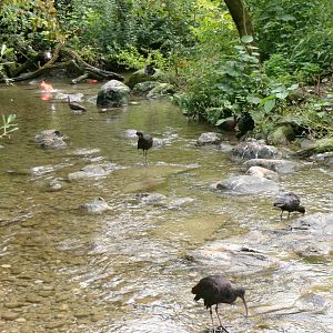 Walkthrough aviary overview