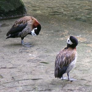 White-faced whistling ducks