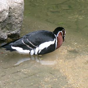 Red-breasted goose
