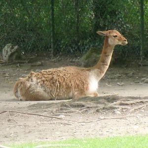 Southern Vicuna