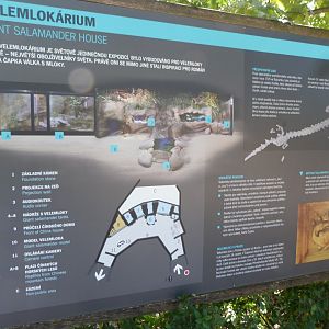 Chinese giant salamander house map -Zoo Praha (2025)