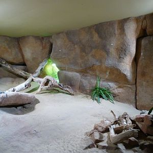 North American desert exhibit -Zoo Praha (2025)