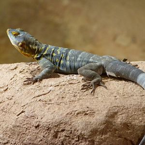 California rock lizard -Zoo Praha (2025)