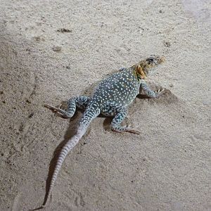 Collared lizard -Zoo Praha (2025)