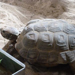 Texas gopher tortoise -Zoo Praha (2025)