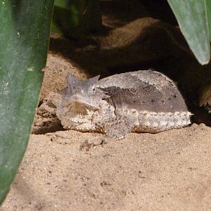 Giant horned lizard -Zoo Praha (2025)