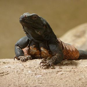 Common chuckwalla -Zoo Praha (2025)