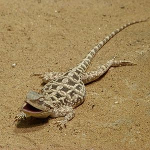 Steppe agama -Zoo Praha (2025)