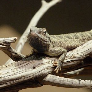 Steppe agama -Zoo Praha (2025)