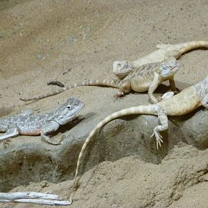 Steppe agamas -Zoo Praha (2025)