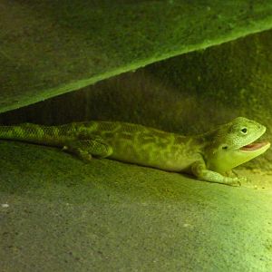 Secret toadhead agama -Zoo Praha (2025)