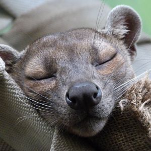 Fossa -Zoo Praha (2025)