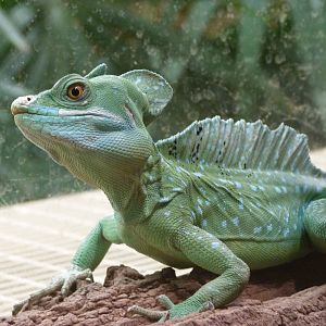Green basilisk -Zoo Praha (2025)