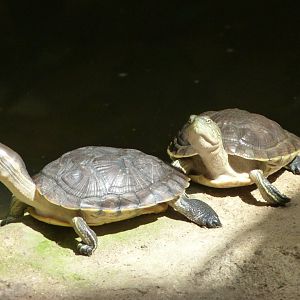 Cuban sliders -Zoo Praha (2025)