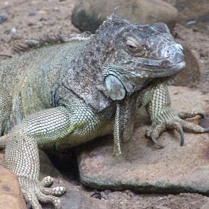 Central American green iguana -Zoo Praha (2025)