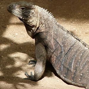 Cuban iguana -Zoo Praha (2025)