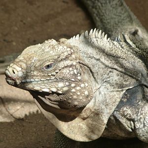 Cuban iguana -Zoo Praha (2025)