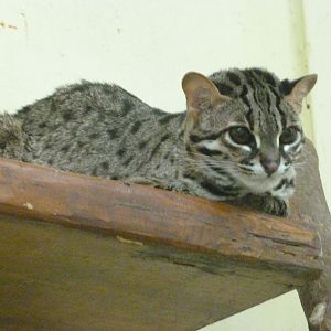 Palawan leopard cat -Zoo Praha (2025)