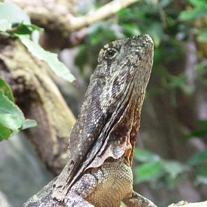 Frill-necked lizard -Zoo Praha (2025)
