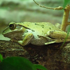 Common tree frog -Zoo Praha (2025)