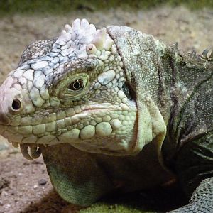 Lesser Antillean iguana -Zoo Praha (2025)