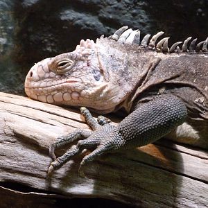Lesser Antillean iguana -Zoo Praha (2025)