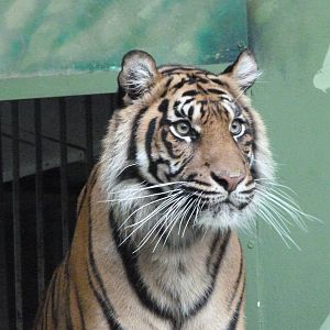 Sumatran tiger -Zoo Praha (2025)