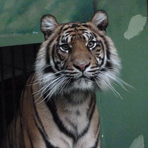 Sumatran tiger -Zoo Praha (2025)