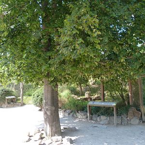 View around small cat and fossa outdoors exhibits -Zoo Praha (2025)