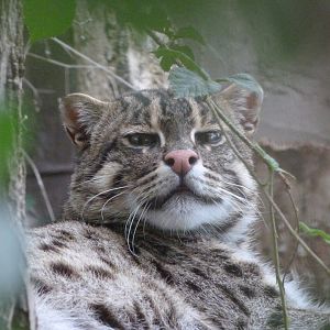Fishing cat -Zoo Praha (2025)