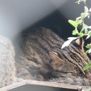 Amur leopard cat -Zoo Praha (2025)