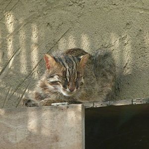 Amur leopard cat -Zoo Praha (2025)