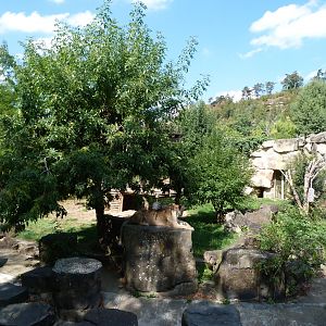 Asiatic lion exhibit -Zoo Praha (2025)