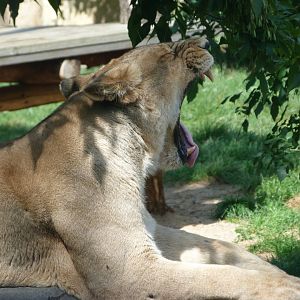 Asiatic lion -Zoo Praha (2025)