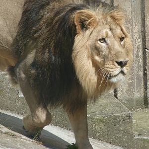 Asiatic lion -Zoo Praha (2025)