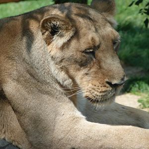 Asiatic lion -Zoo Praha (2025)