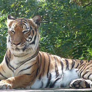 Malayan tiger -Zoo Praha (2025)