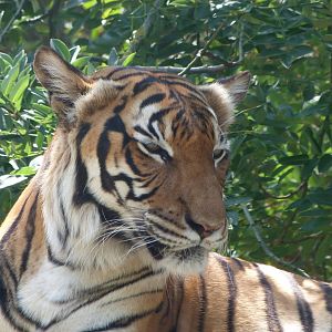 Malayan tiger -Zoo Praha (2025)