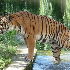 Malayan tiger -Zoo Praha (2025)