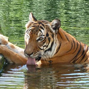 Malayan tiger -Zoo Praha (2025)