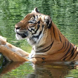 Malayan tiger -Zoo Praha (2025)