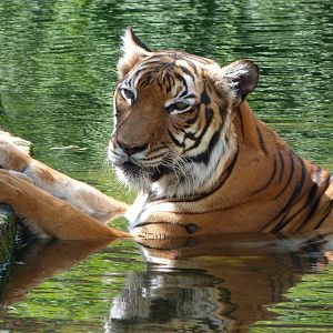 Malayan tiger -Zoo Praha (2025)