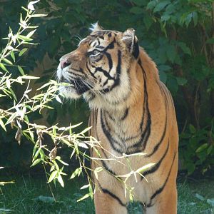 Sumatran tiger -Zoo Praha (2025)