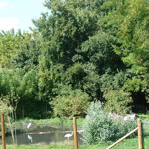 Siberian crane exhibit view -Zoo Praha (2025)